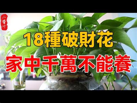 前陽台招財|今日最旺！前陽台招財植物5選